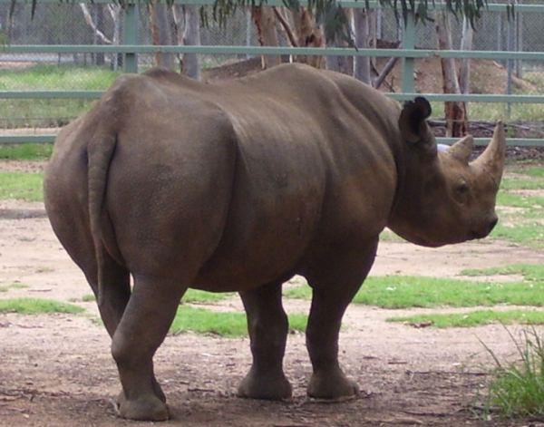 IUCN Declares West African Black Rhino Extinct | News | SDG Knowledge