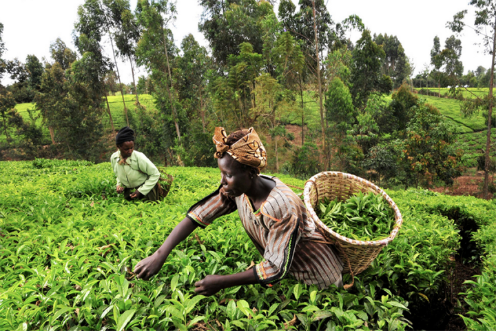 Tea pickers in Mt. Kenya region / Photo credit Neil Palmer (CIAT)