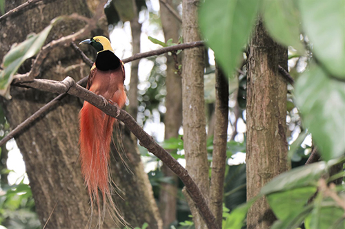 The spectacular Raggiana bird of paradise is endemic to the forests of Papua New Guinea