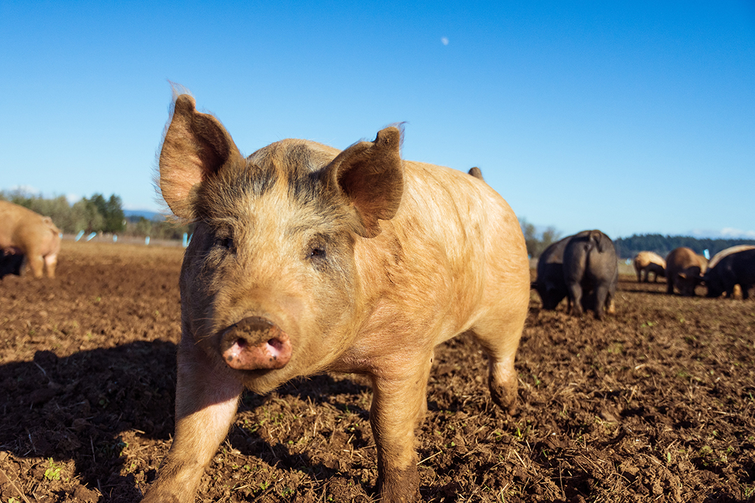 As Leaders Gather at the UN, One Critical Piece of the Global Development Agenda Is Still Missing: Animals