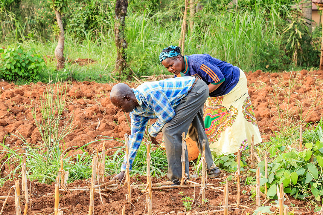 World Soil Day 2024 SDG Knowledge Hub