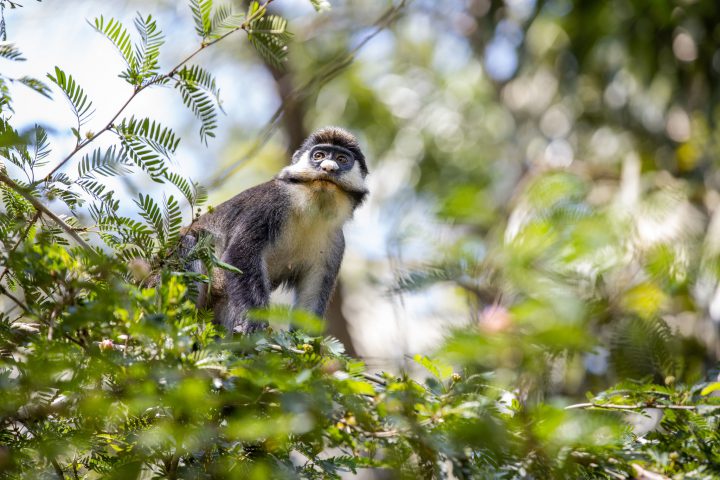 Monkey in the DRC - Photo credit FAO / Thomas Nicolon