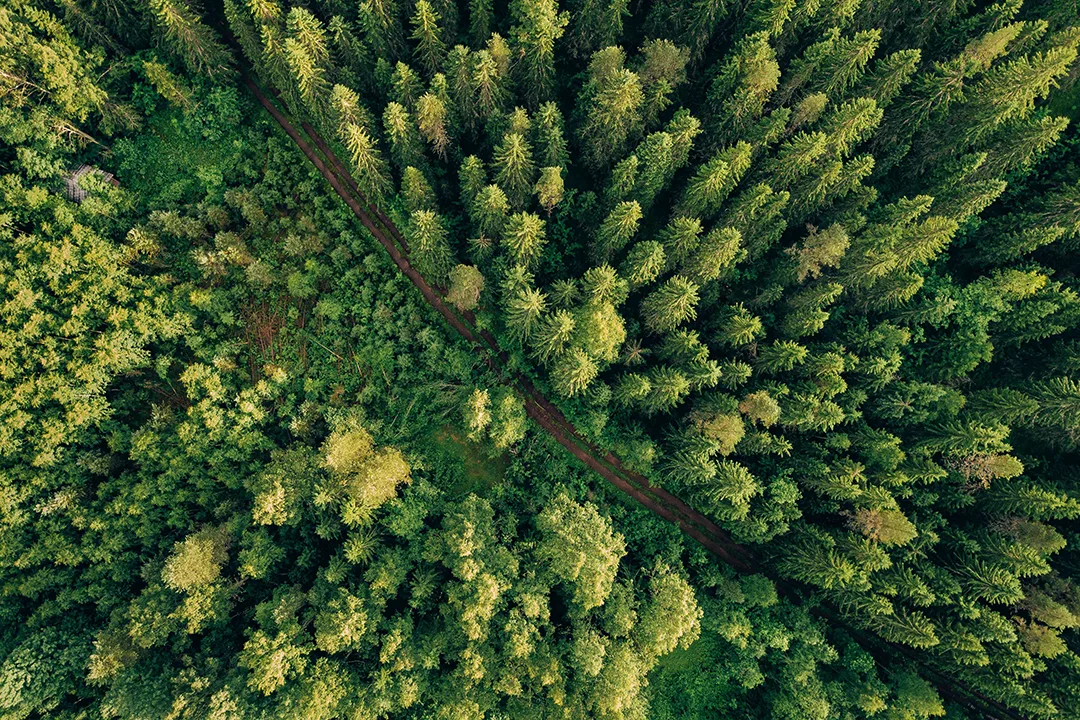24 of 26 Global Forest Targets Met or Partially Met: UN Report