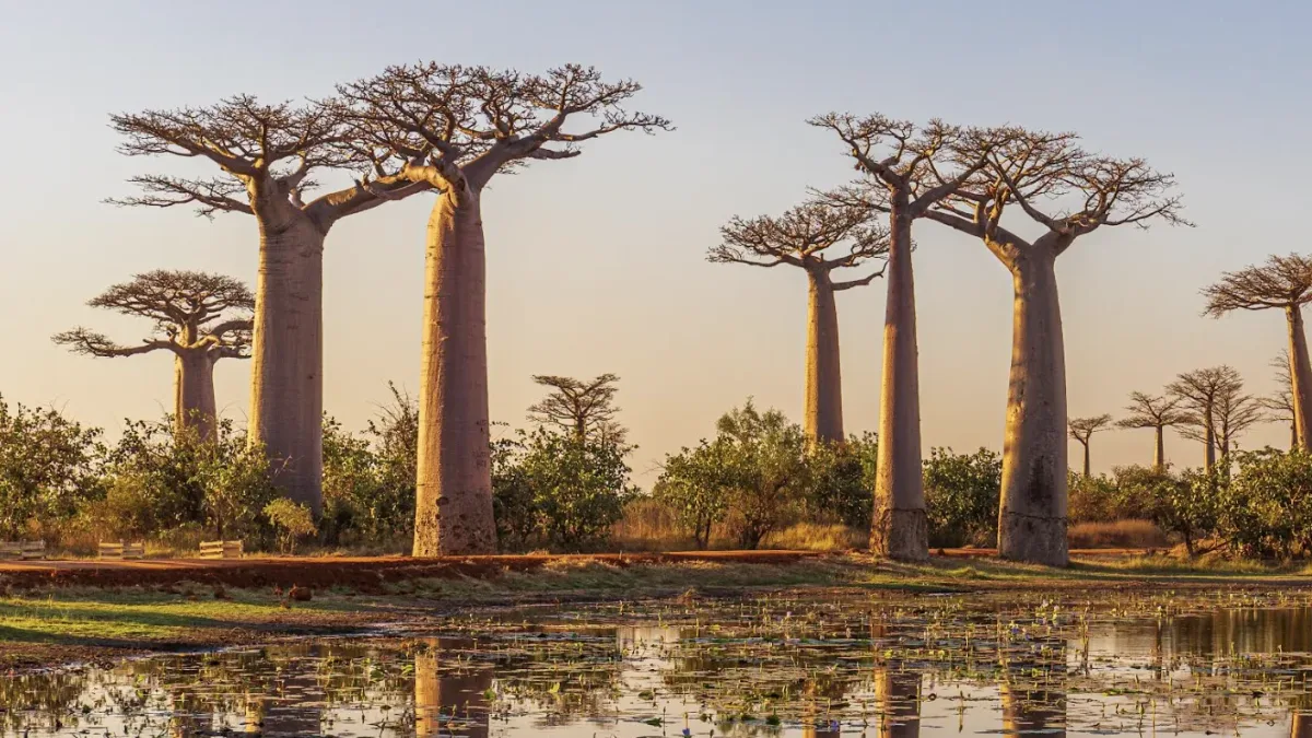15 Years of Global Action Against Wildlife Crime – SDG Knowledge Hub