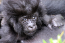 Photo courtesy of the Gorilla Organization